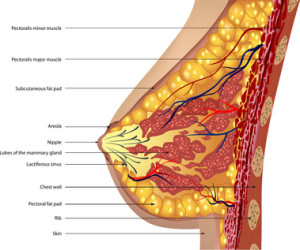 Anatomy of the breast. Vector